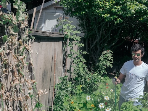 A photo of Alex Petros, wearing jeans and a white tshirt, watering plants in the foreground. To his left is a tall wooden fence.